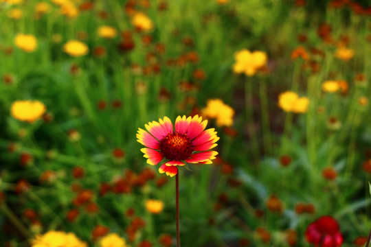 红色野菊花