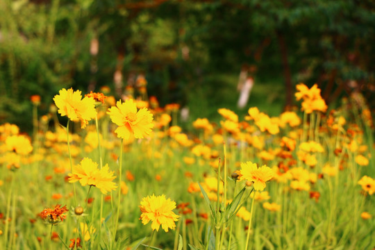 黄色野菊花