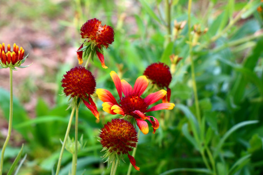 红色野菊花