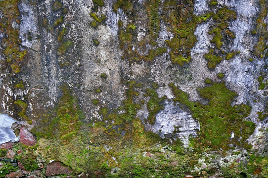 石苔旧墙面纹素材