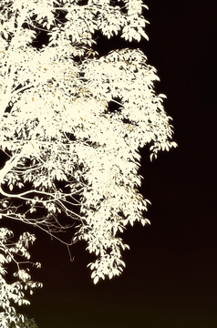 背景樹(shù)