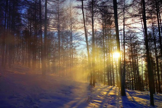 雪林夕照