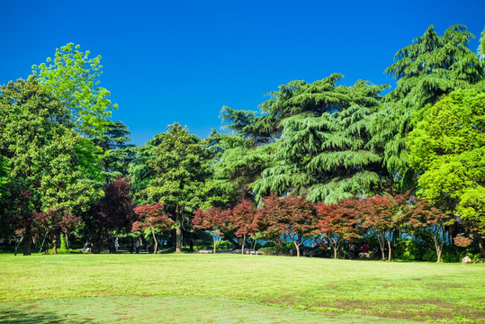 草坪 树林 蓝天