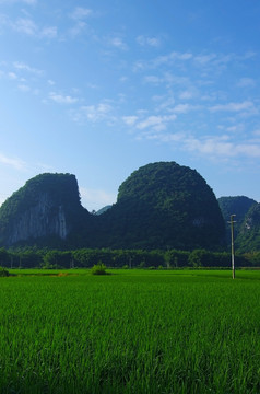 田园田野