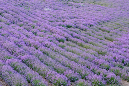 薰衣草