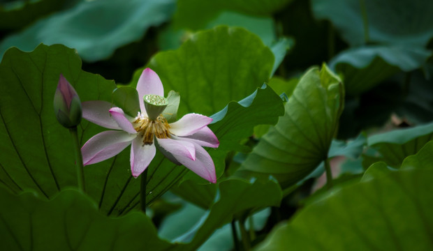 荷花