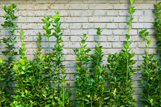 植物白砖墙背景