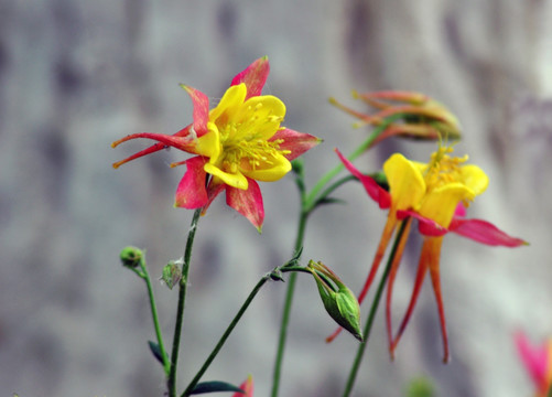 盛开的花朵