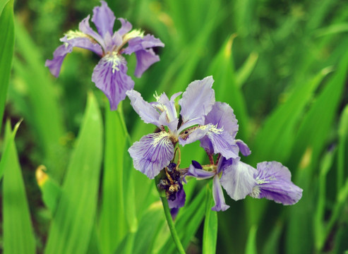 鸠尾花