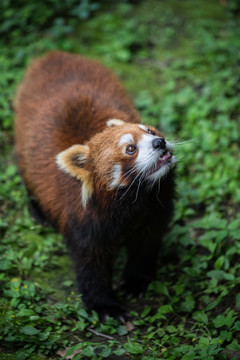 小熊猫