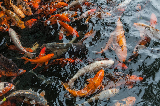 锦鲤 水池