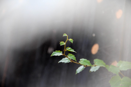 植物