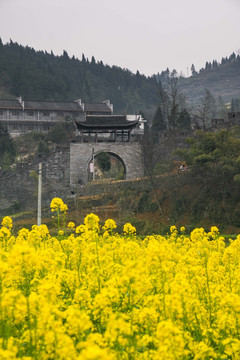 南方长城城墙下的油菜花