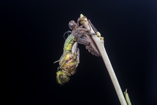 蜻蜓的 蜕变