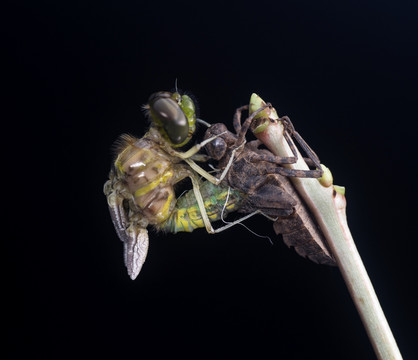 蜻蜓的 蜕变