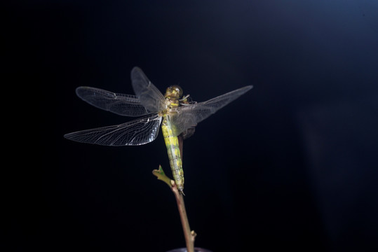 蜻蜓的蜕变