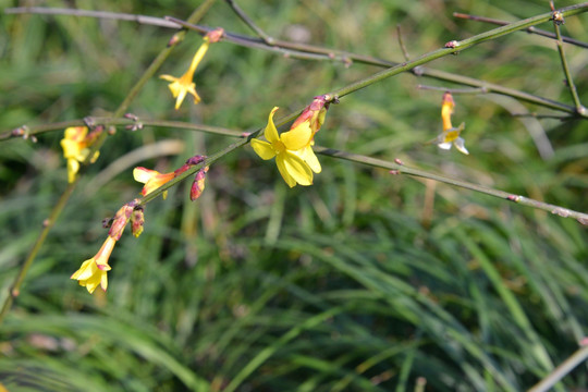 迎春花