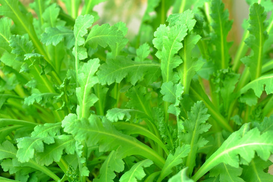 杭白菜 小白菜 菜苗 白菜