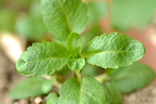 杭白菜 菜苗 小白菜 白菜