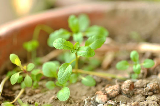 杭白菜 菜苗 小白菜 白菜