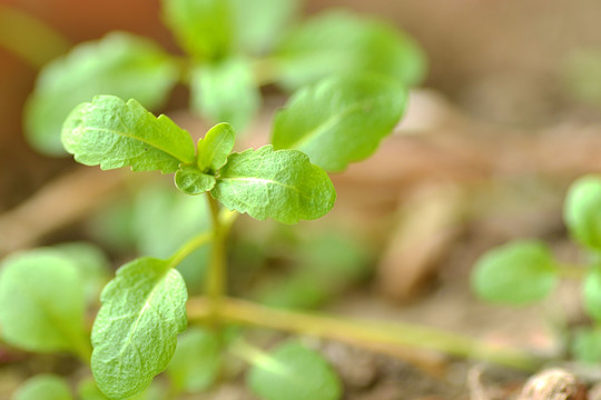 杭白菜 菜苗 小白菜 白菜