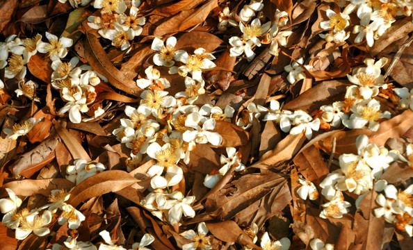叶上白花