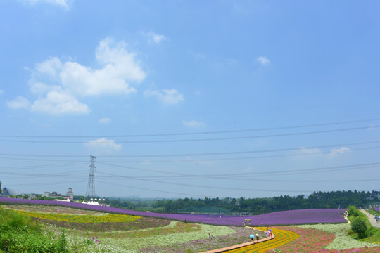 香薰山谷 七彩花田 薰衣草花田