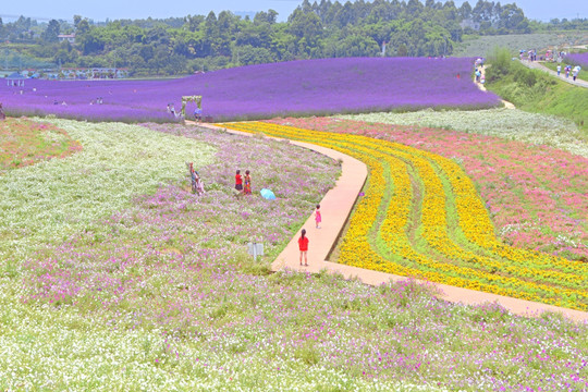 香薰山谷 七彩花田 薰衣草花田