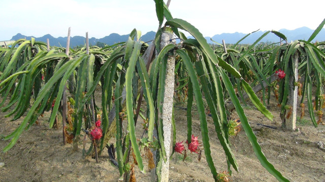 火龙果基地