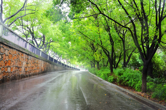 林荫道雨景