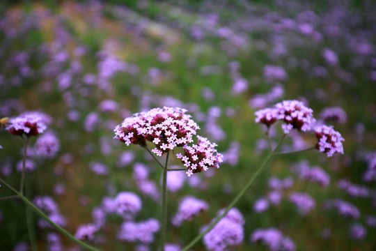 紫花朵
