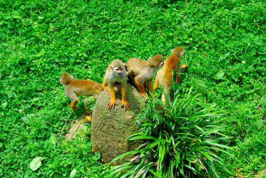 一群松鼠猴