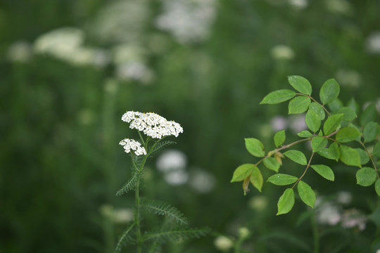 白花