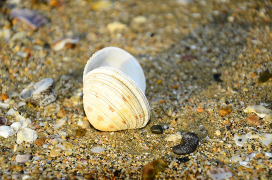 海滩贝壳