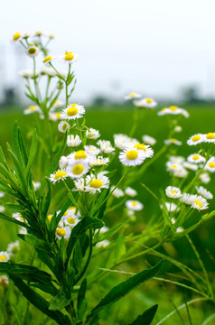 野菊花