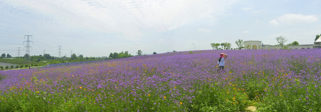 薰衣草花田全景图