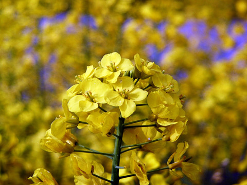 油菜花