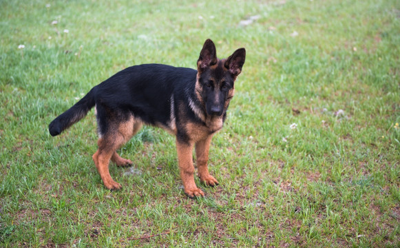 纯种德国牧羊犬 纯种狗 幼犬