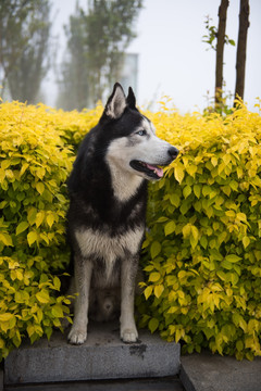 灌木丛里的雪橇犬 哈士奇 狗