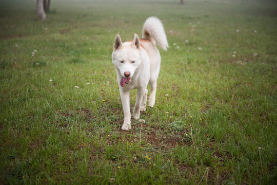 草地上的狗 白色哈士奇 雪橇犬