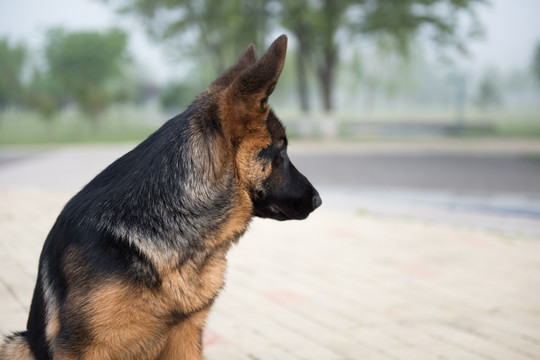 德国牧羊犬的侧面