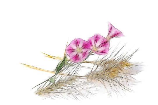 麥?zhǔn)鞎r(shí)節(jié)的田旋花