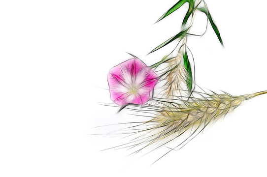 麥?zhǔn)鞎r節(jié)花兒開