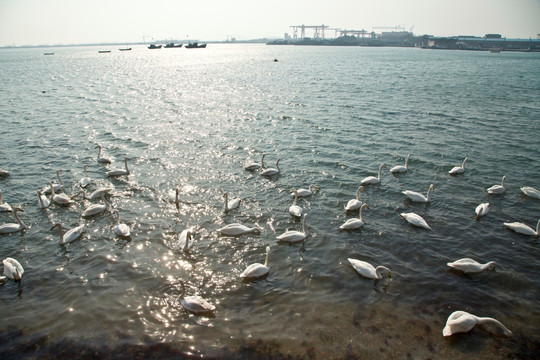 天鹅湖