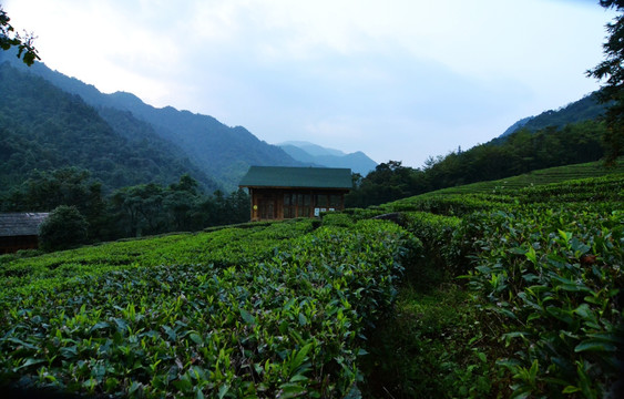 广西贺州姑婆山茶园