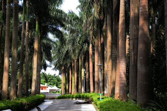 椰子树走廊