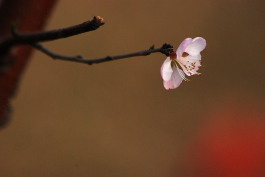 桃花