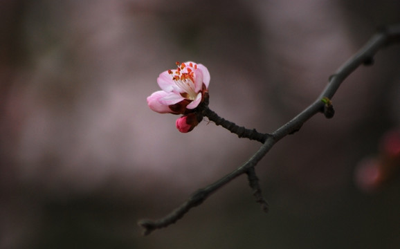 桃花