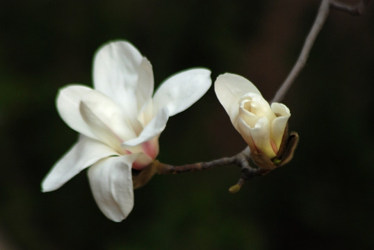 玉兰花