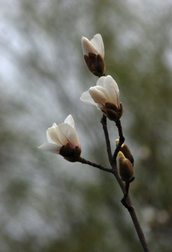 玉兰花